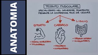 Tessuto muscolare striato [upl. by Ynatsed]