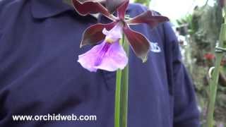 OrchidWeb  Encyclia cordigera [upl. by Bartolome]