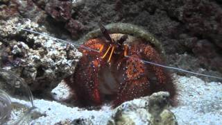 Hermit Crab Paguroidea  Crustacean [upl. by Ahsaercal]