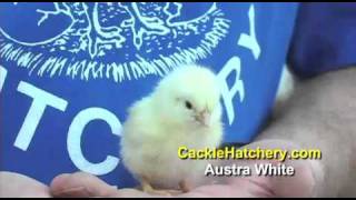 Austra White Chicken Breed for Sale  Cackle Hatchery [upl. by Onimixam]