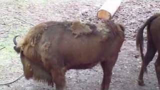 Wisent Schneeeule Alpensteinbock Tiergarten Nuernberg [upl. by Lewan]