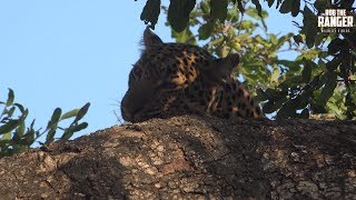 Female Leopard With Breakfast In A Tree [upl. by Nealon858]