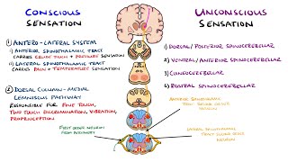 Spinothalamic Tract and Dorsal Column Medial Lemniscus Pathway  Ascending Tracts of the Spinal Cord [upl. by Nylekcaj598]