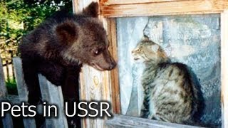 The Ugly Truth About Pets and Pet Owners in the Soviet Union ussr [upl. by Norted]