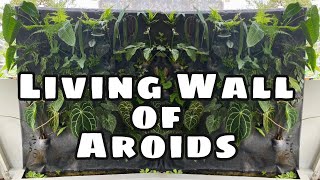 LIVING WALL OF AROIDS VERTICAL TROPICAL GARDEN  EP 39 [upl. by Arri]