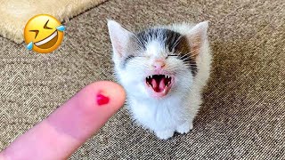 Funniest Animals 😄 New Funny Cats and Dogs Videos 😹🐶 [upl. by Alboran]