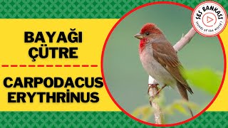 Bayağı Çütre Sesi  Bayağı Çütre Ötüşü  Carpodacus erythrinus  Kuş Sesleri [upl. by Eneloc]