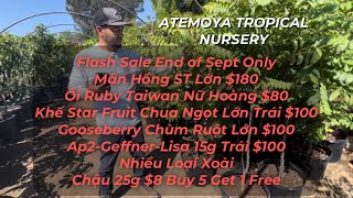 Atemoya Nursery September 2024 Flash Sale [upl. by Idolla]