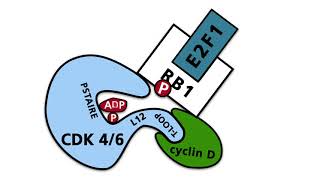 The cell cycle  Part 2 Cyclins cyclin dependent kinases CDKs CDK inhibitors [upl. by Ennahgem282]