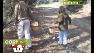 NaturaTV Bolets a la Seu dUrgell Part1 [upl. by Christabella969]