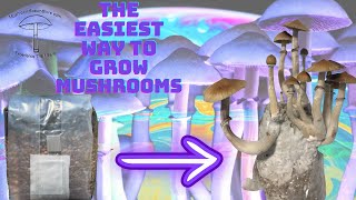 Step 2 Mushroom Grow Bag How To Break And Shake [upl. by Ancel]