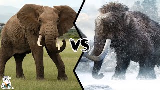 Elephant vs Mammoth  Who Would Have Won a Fight [upl. by Hsreh]