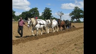 Working draught horses ploughing on the land [upl. by Hedwig]