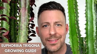 Euphorbia Trigona African Milk Tree Care Guide and Growing Tips [upl. by Lehctim390]