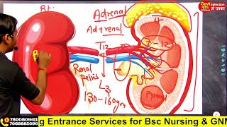 Kidney Structure l kidney internal structure l Renal System in Hindi l Adrenal gland renal kidney [upl. by Ecam]