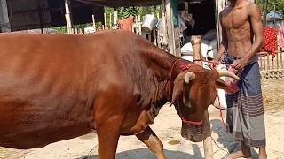 Best quality jarsi cow in pabna bangladesh [upl. by Atsyrc]