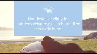 VETIVO  Tips fra veterinær  Hundestell  REMA 1000 [upl. by Fennessy]