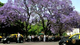 Jacarandas en flor en Buenos Aires [upl. by Ilka]