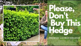 The best hedges to plant and why Evergreen Vs Deciduous including cost effective options [upl. by Nallaf]