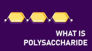 What are polysaccharides [upl. by Llenal]