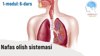 Nafas olish sistemasi Opka fiziologiyasi  Нафас олиш системаси Ўпка физиологияси [upl. by Avik280]