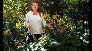 Get It Growing Ligularia plants keep landscapes green during winter [upl. by Anthiathia]