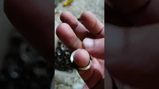 brass ring manufacturer nauticalexport brassring rings youtubeshorts [upl. by Mandych]