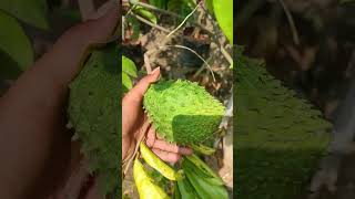 Lakshmanaphalam Plants In Telugu  Ashok Chakra Nursery  Kadiyam Abbai [upl. by Rexfourd]