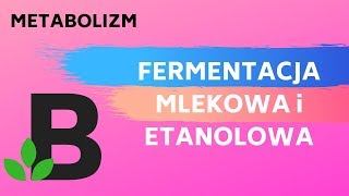 FERMENTACJA mlekowa i etanolowa metabolizm oddychanie komórkowe  KOREPETYCJE z BIOLOGII  234 [upl. by Aicen]