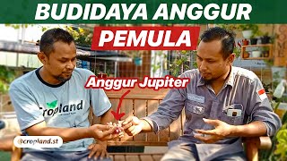 Budidaya Anggur bagi Pemula cara menanam anggur hingga berbuah manis [upl. by Ahseken]