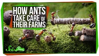 How Ants Take Care of Their Farms [upl. by Montanez]