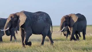 Amboseli national Park 🇰🇪travel natureshorts explorethebeautyofnatureyoutubeshorts ytshorts [upl. by Hanser]