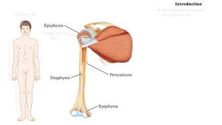 Bone Growth and Remodeling [upl. by Cleland]