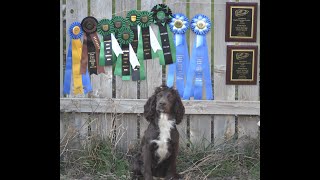 FC HR Whitewaters Oahe Rogue English Cocker Spaniel Upland Hunting Training Session [upl. by Refeinnej529]