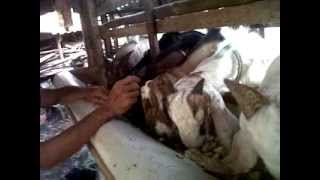 TERNAK MODERN POLA HCS I KAMBING JAWA PAKAN FERMENTASI DEBOG POLA HCS I SOC [upl. by Edyaw826]