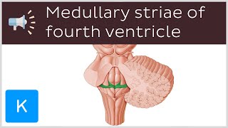 Medullary striae of fourth ventricle  Anatomical Terms Pronunciation by Kenhub [upl. by Reinal]