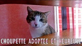 Choupette dans sa famille dadoption [upl. by Lucila53]