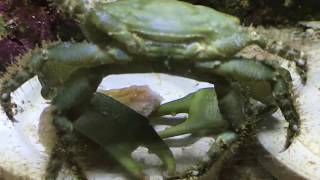 Cangrejo esmeralda Emerald Crab [upl. by Bryner]