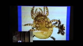 The intriguing world of the Laboulbenialesparasitic fungi on insects clip6 [upl. by Sirrah]