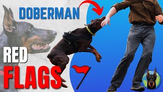 7 Warning Signs Dobermans Show MONTHS Before a Behavior Crisis [upl. by Adnav]