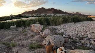 Jump Dog 🐾🐕🦴 Bodhi amstaff dog puppy nature video doglife [upl. by Repinuj529]