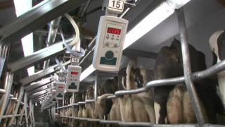 GEA Farm Technologies  Milking Parlor  SwingOver  EN [upl. by Itsud]