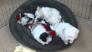 8 week old Maltipoo puppies [upl. by Oigimer]