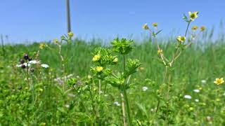 Potentilla norvegica Rough Cinquefoil [upl. by Ellerehs979]