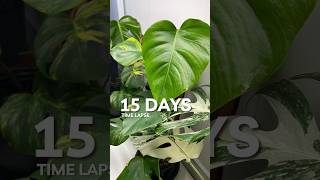 2 Monstera Aurea Leaves Unfurl houseplants planttimelapse [upl. by Acirred]