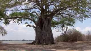 Afrika Der Malawisee  See der Sterne DOKU [upl. by Eannyl222]