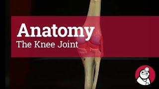 Anatomy The Knee Joint [upl. by Adnoral]