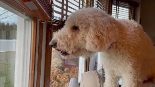 Goldendoodle barking like a guard dog  when he sees squirrels [upl. by Oz]