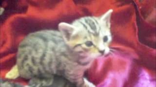 Bengal Kittens 4 Sale  0402 793 604 [upl. by Remat]