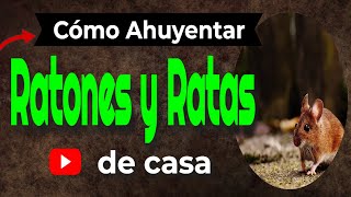 Ratones Paranoicos  Enlace DVD quotCemento 89quot HD [upl. by Yrellav]